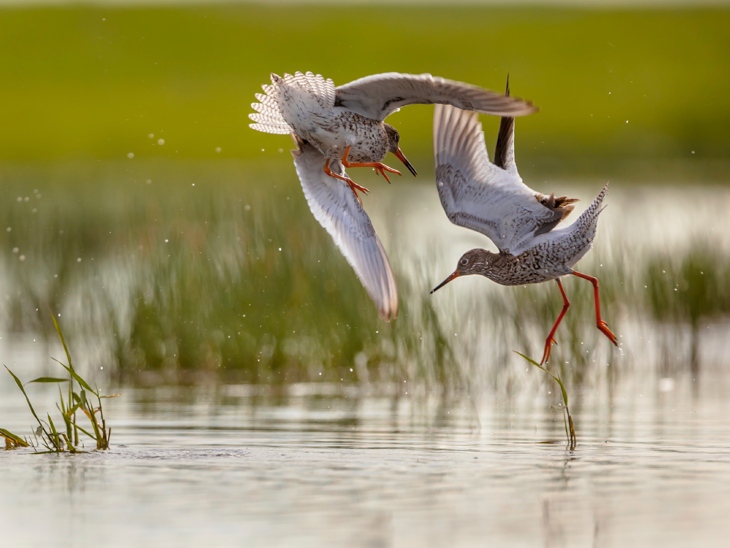 Two Waders Fighting in Norfolk