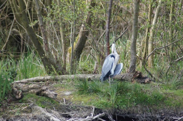 Heron on the bank of the river bure in Norfolk