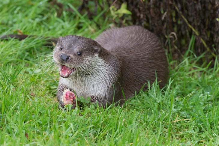 Otter Feeding on the Norfolk Broads