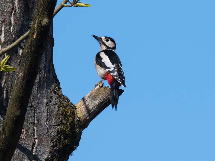 Greater Spotted Woodpecker at Sculthorpe Moor near Fakeneham in Norfolk