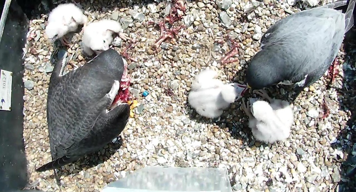Peregrine Falcon Chicks being fed in Norwich