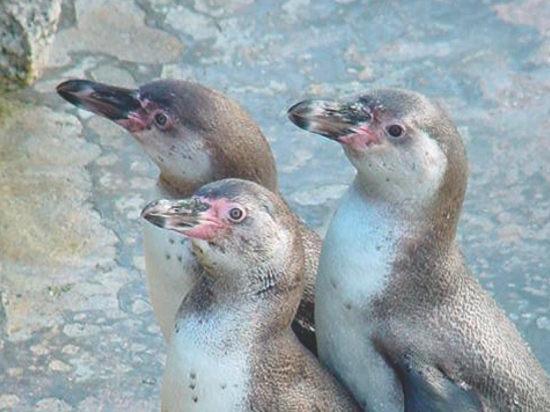 Gazing Penguins at Sea Life in Great Yarmouth Norfolk