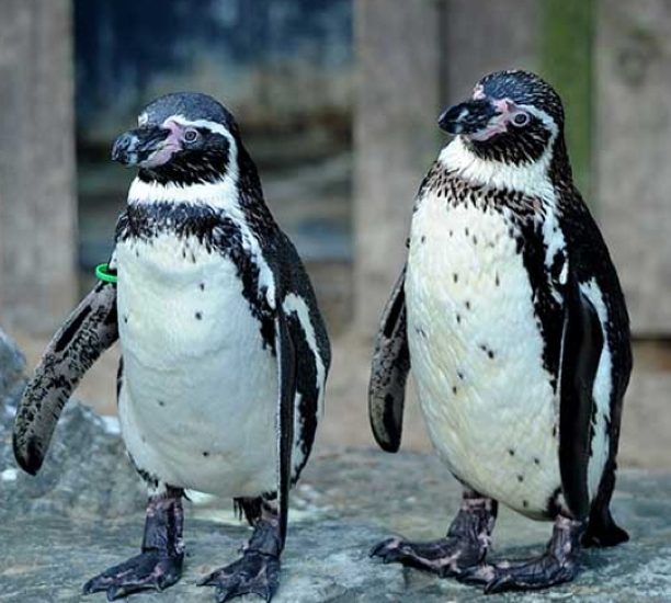 Dippy Penguins