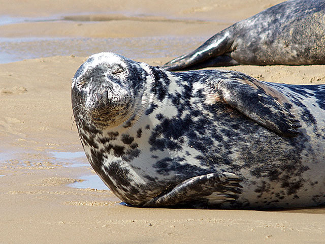 Blakeney Seal