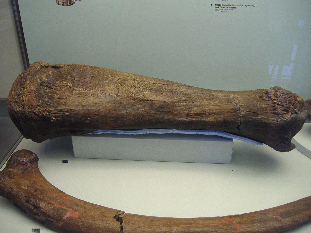 Leg Bone of a Mammoth