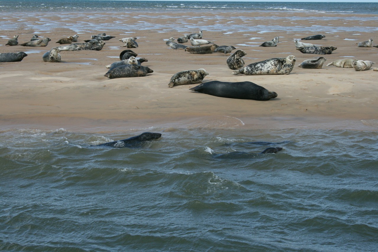 Seals Sunbathing