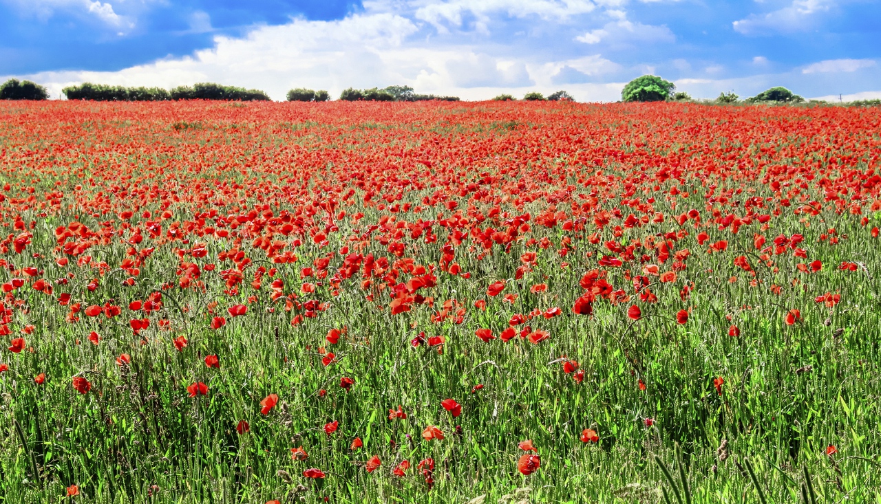 Field of Poppies