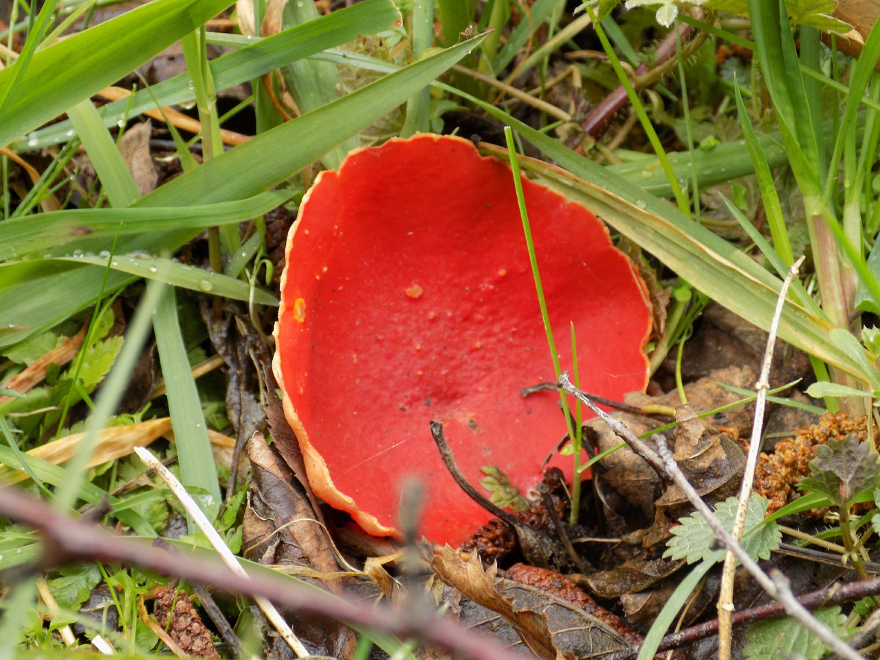 Scarlet elf Fungus
