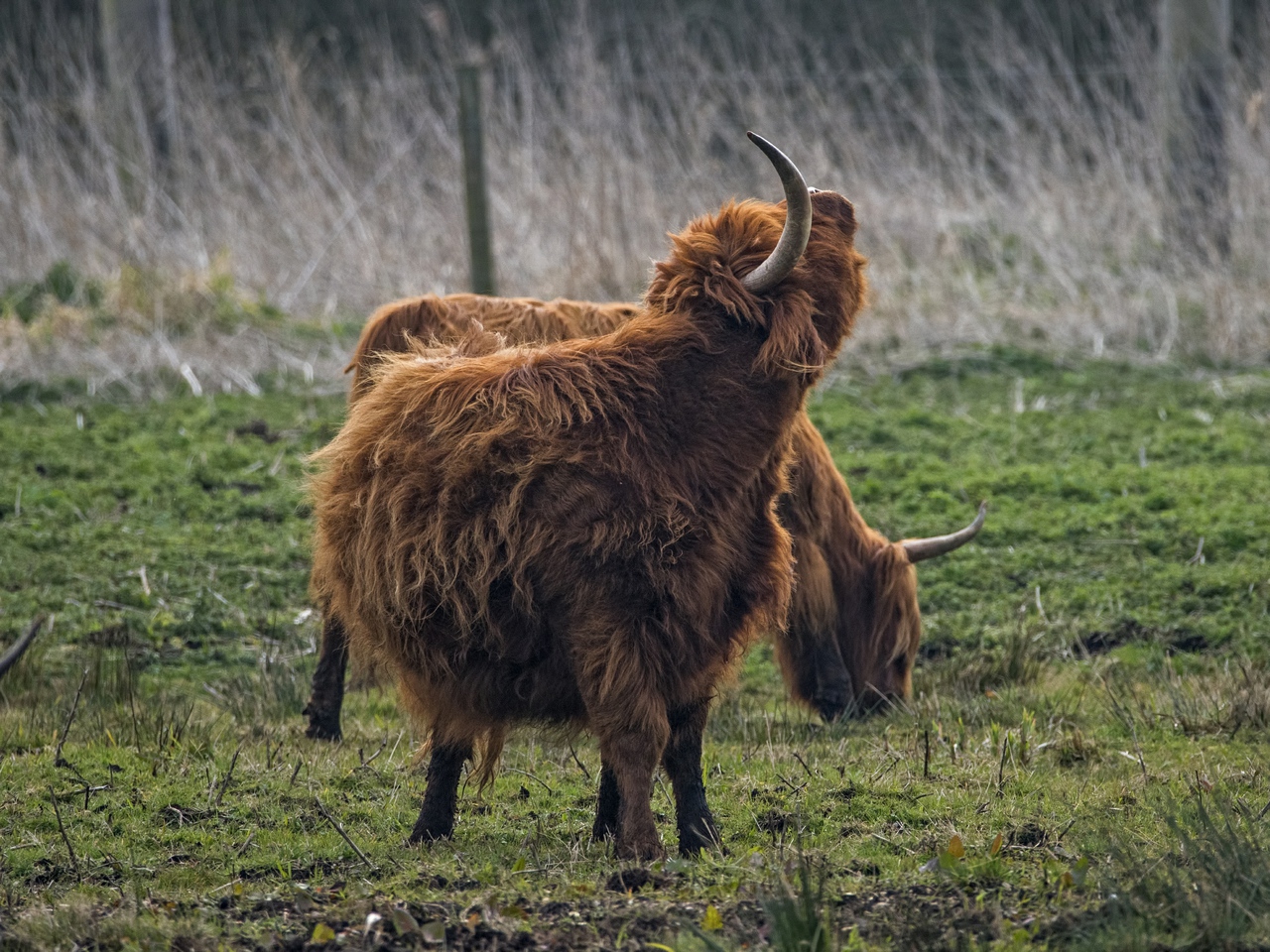Highland cattle on the Sculthorpe Moor