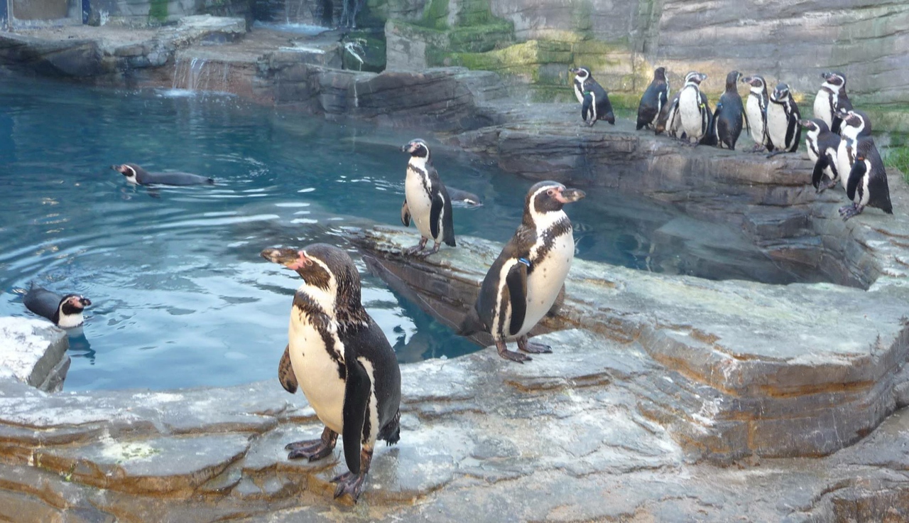 Penguins at Sea Life in Great Yarmouth Norfolk