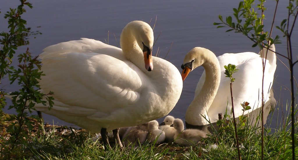 Swans At Utopia Paradise Touring Park