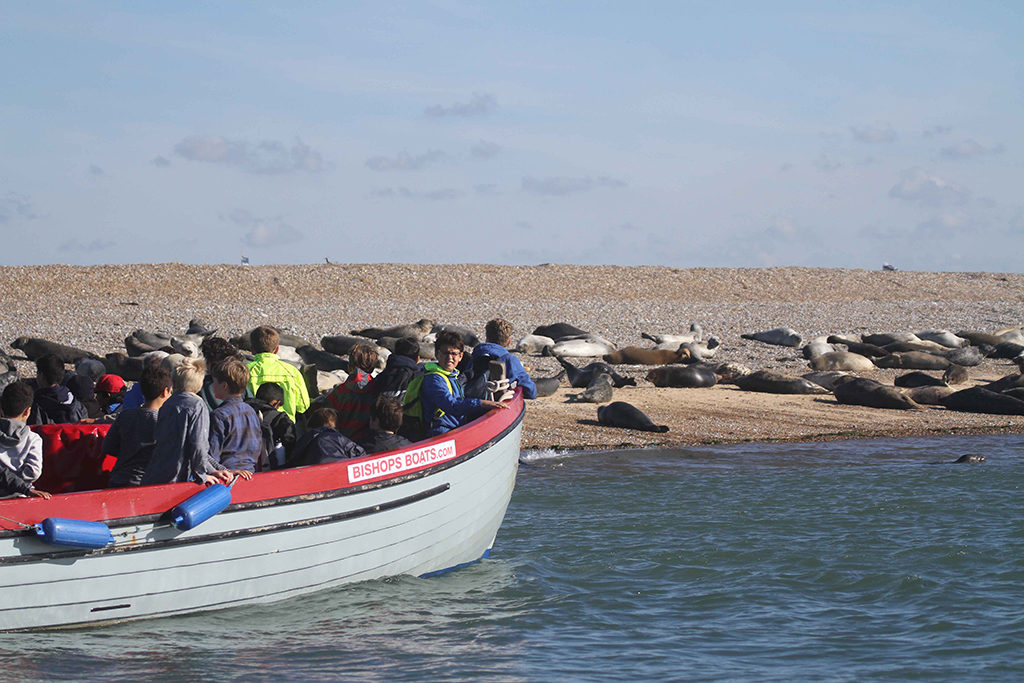 Bishops Boats At Seal Colony