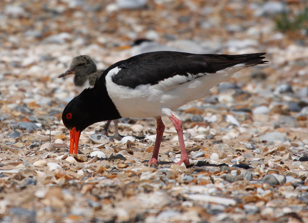 Oyster Catcher With Chick