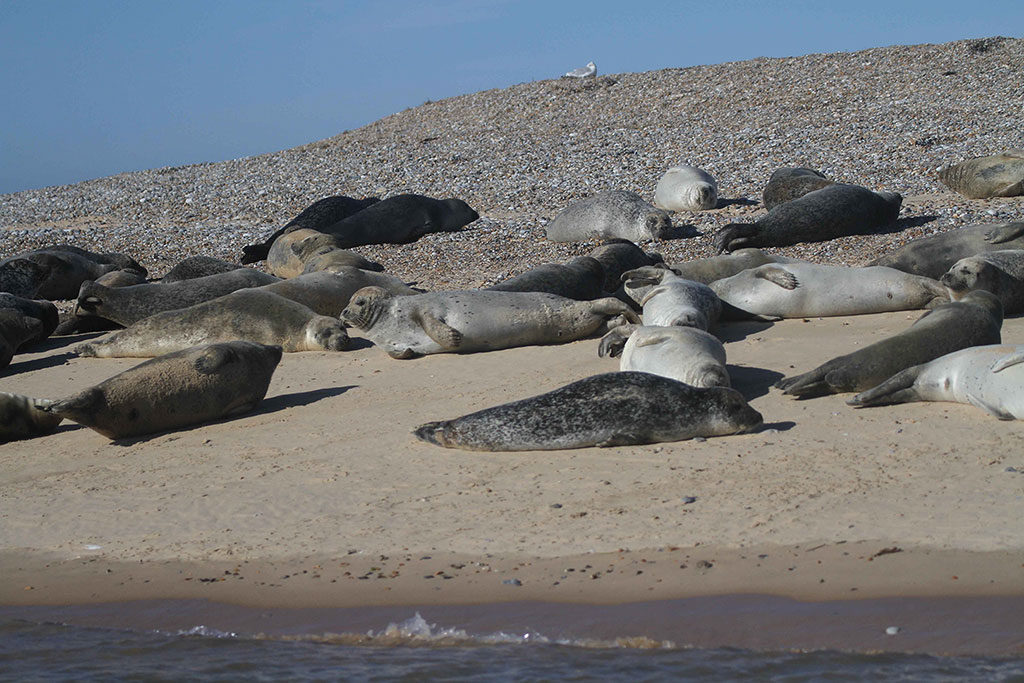 Seals On Blakeney Point 1