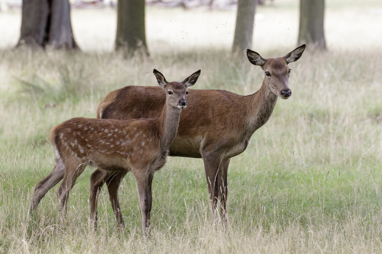Deer