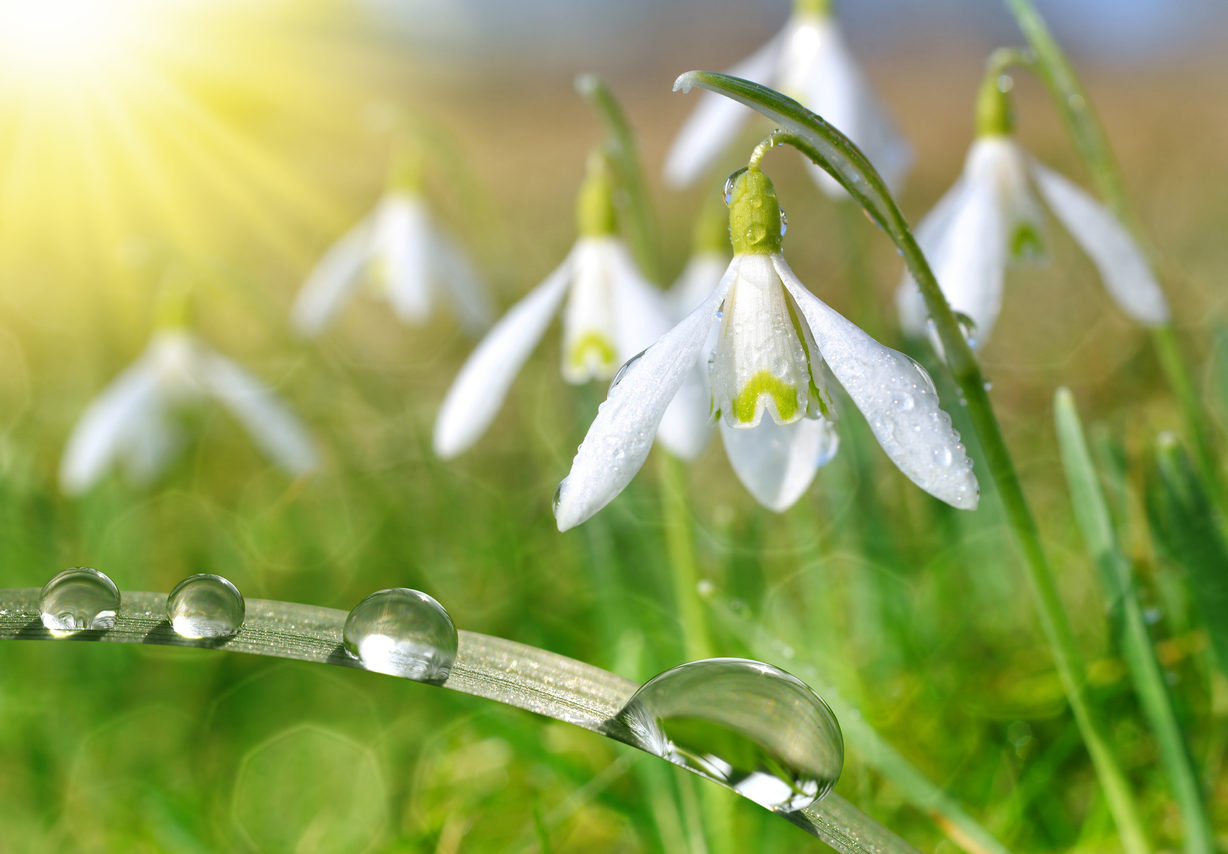 Snowdrops