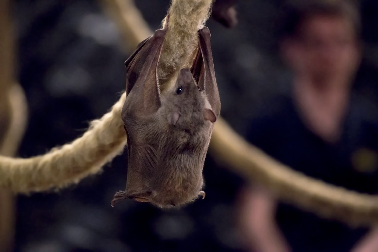Bats In The Norfolk Broads