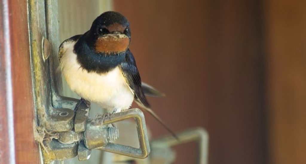 Nesting Swallow