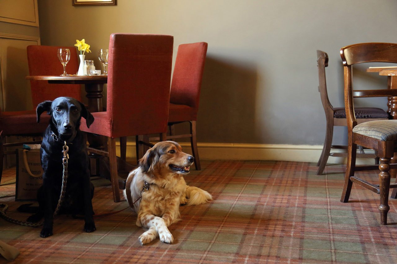 Dogs In The Bar At The Black Boys Hotel Aylsham