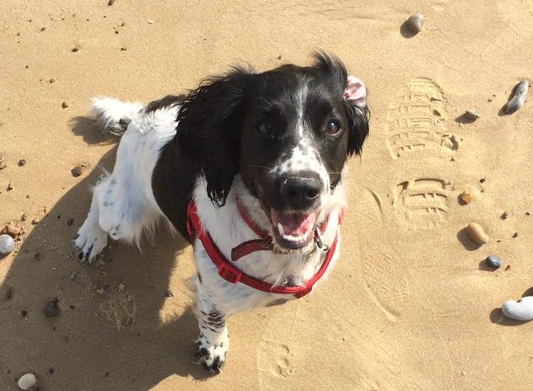 Daisy On The Beach