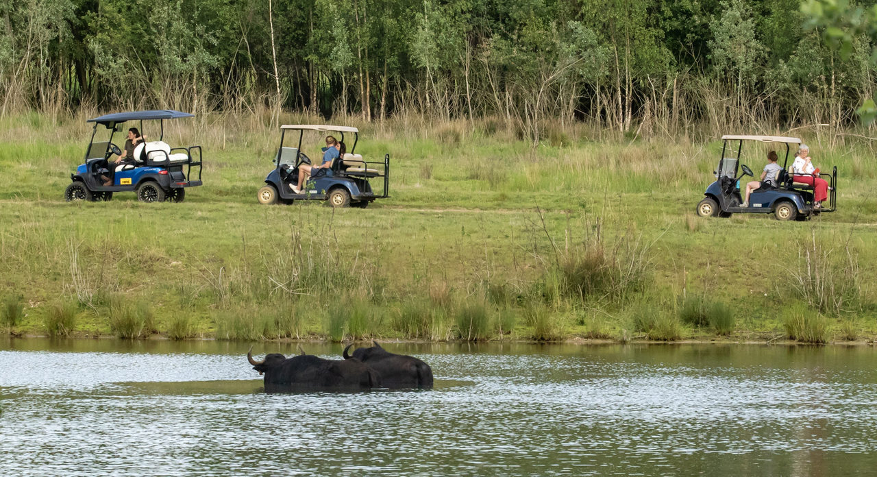 Buggies On Tour With Buffalo In The Lake