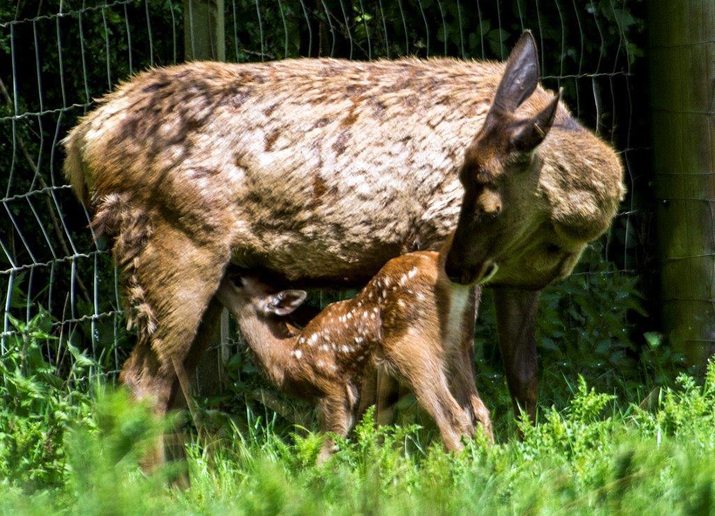Deer Calf Feeding From Hind 2015 June Ian Ward